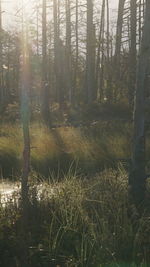 Scenic view of forest
