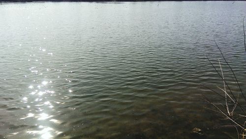 Reflection of trees in water