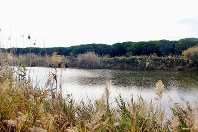 Scenic view of lake against clear sky