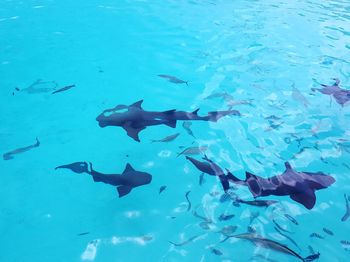 Fishes swimming in sea