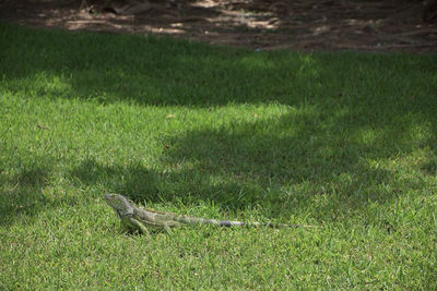 View of a bird on field