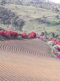 High angle view of pink flowering plants on land