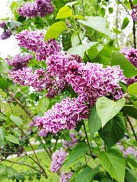 Close-up of pink flowers blooming outdoors