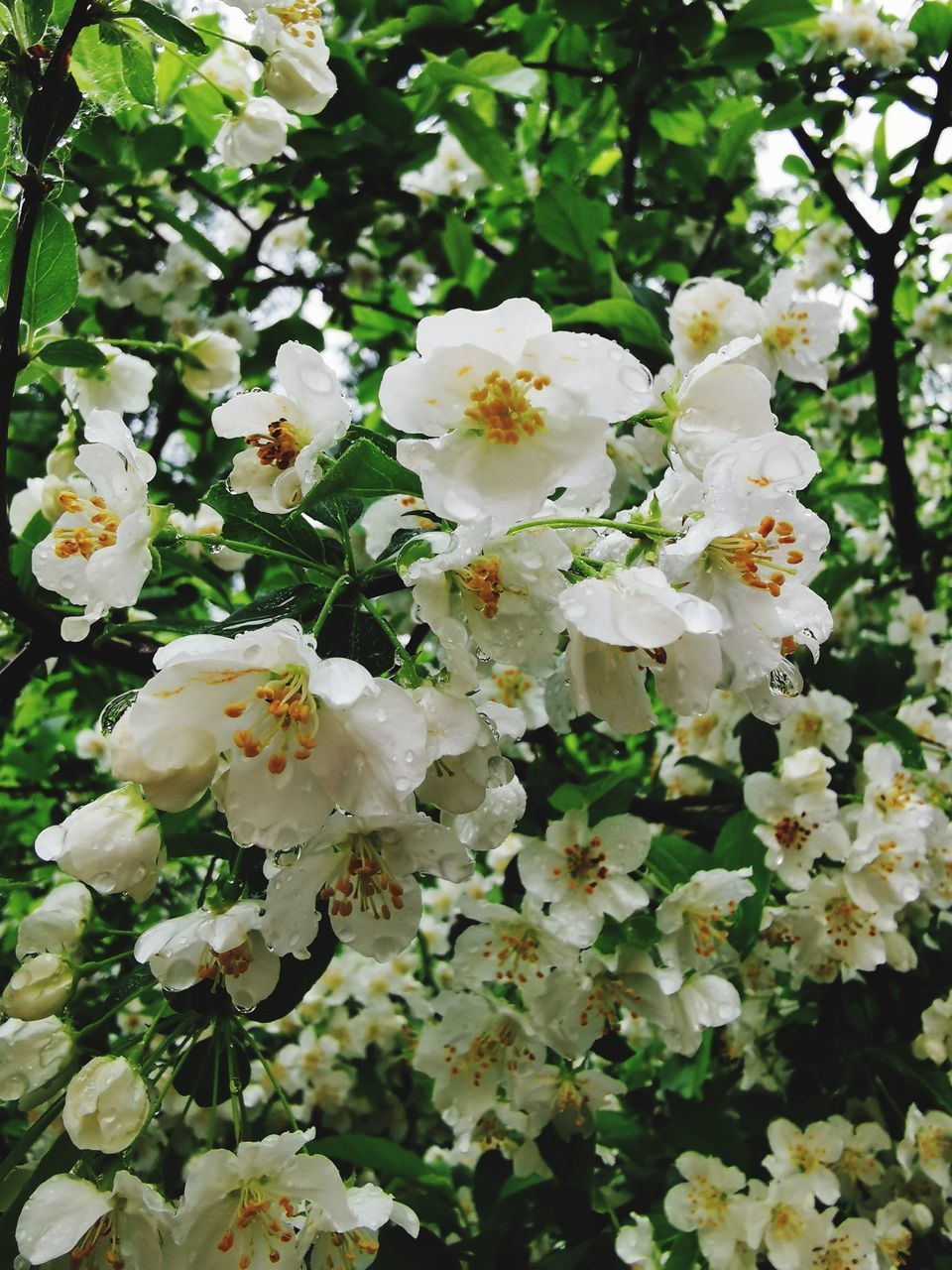 CLOSE-UP OF WHITE FLOWERING TREE