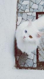 Portrait of white cat