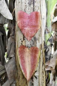 Close-up of heart shape on tree trunk