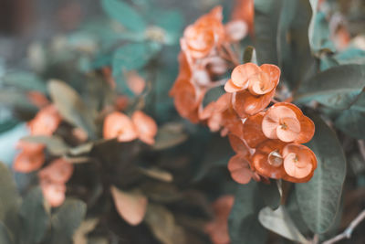 Close-up of red flowering plant