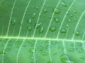 Full frame shot of green leaf