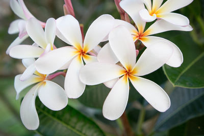 Close-up of frangipani blooming outdoors