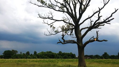 Trees on field against cloudy sky