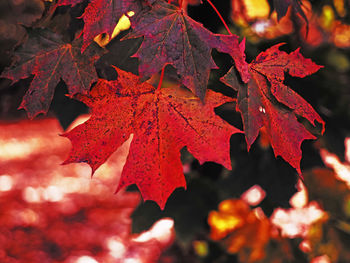 Close-up of maple leaves