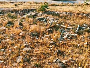 High angle view of dry plants on field