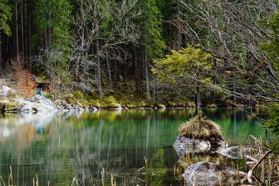 Scenic view of lake in forest