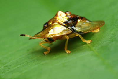 Close-up of insect on leaf