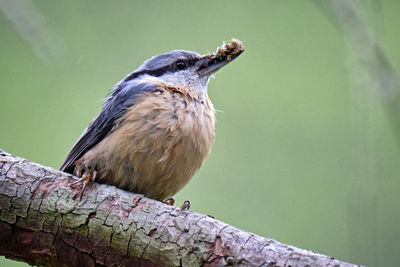 Close-up of bird perching on branch