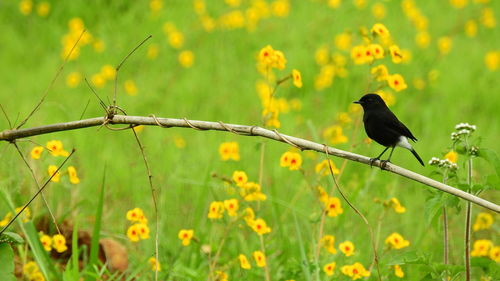 Birds perching on yellow flower