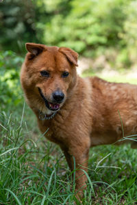 Portrait of dog on grass