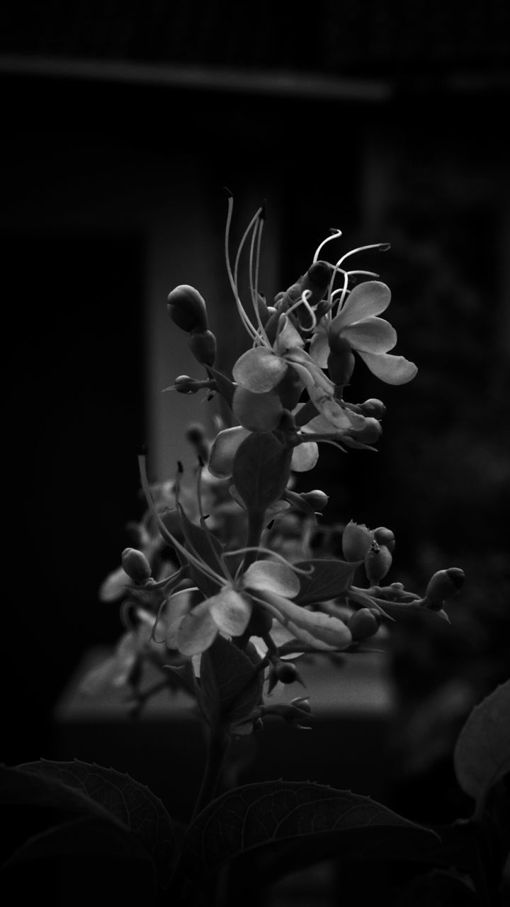 flower, freshness, petal, growth, fragility, plant, flower head, close-up, stem, beauty in nature, focus on foreground, nature, bud, blooming, leaf, selective focus, in bloom, botany, blossom, no people