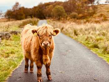 Young highland cow