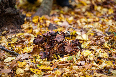 Close-up of fallen leaves on field during autumn