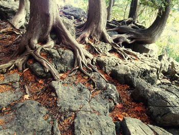 Trees growing in forest