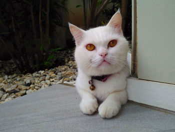 Portrait of white cat sitting outdoors