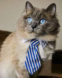 Close-up of cat looking up