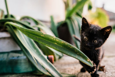 Close-up of kitten by plants