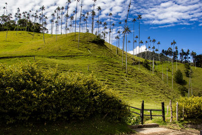View of the beautiful cloud forest and the quindio wax palms at the cocora valley in colombia.