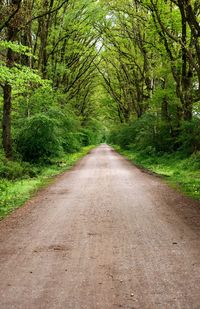 Dirt road amidst trees in forest - way through the forest - green alley - idyll  strait long way