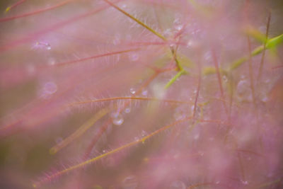 Full frame shot of flowering plant