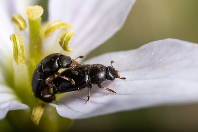 Close-up of insect on white flower