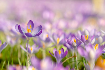 Close-up of purple crocus flowers on field