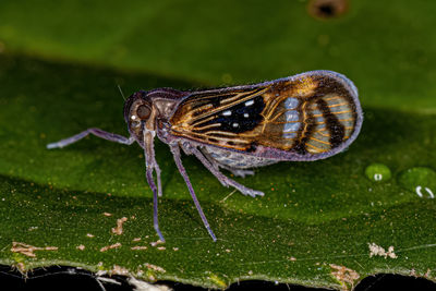 Close-up of insect on leaf