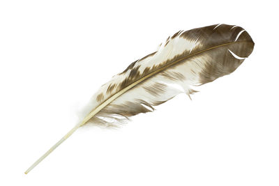 Close-up of feather against white background