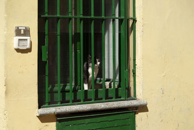 Close up of a cat behind a green metal grate