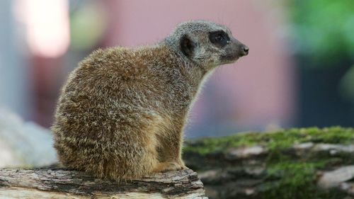 Close-up of an animal looking away