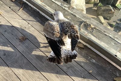 High angle view of a bird