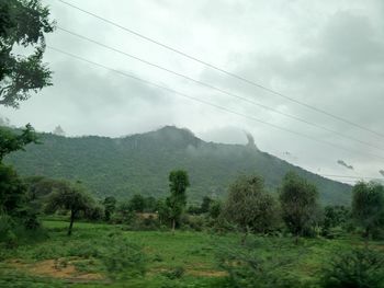 Scenic view of trees in forest against sky