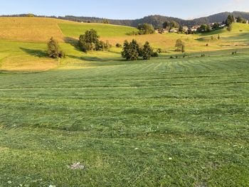 Scenic view of agricultural field