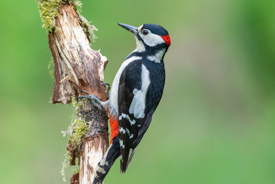 Great spotted woodpecker, dendrocopos major, walking up a damaged, moss covered tree branch.