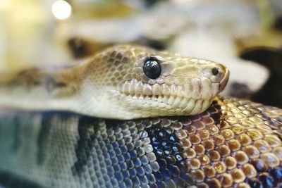 Close-up of lizard in zoo