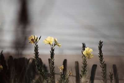 Close-up of yellow flowering plants on land