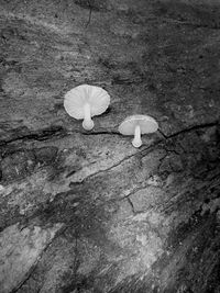 High angle view of white rose on rock