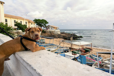 Pitbull dog looking at the sea against gray cloudy sky. salvador, bahia, brazil.
