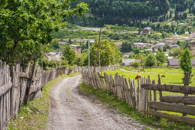 Dirt road amidst plants and trees