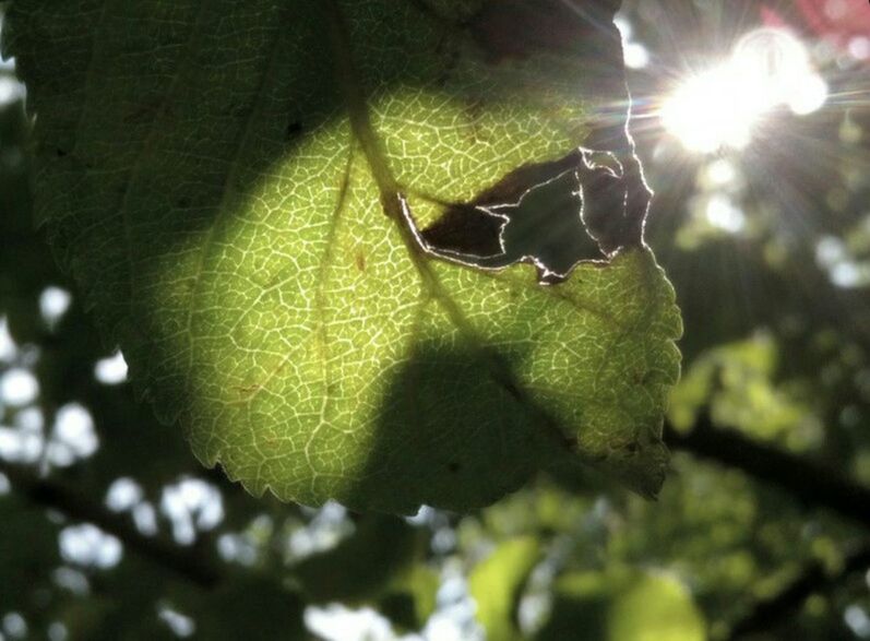 leaf, close-up, focus on foreground, green color, sunlight, leaf vein, nature, growth, selective focus, lens flare, tree, branch, plant, no people, low angle view, day, outdoors, fruit, sunbeam, one animal