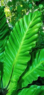 Full frame shot of green leaves