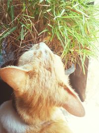 High angle view of cat sleeping
