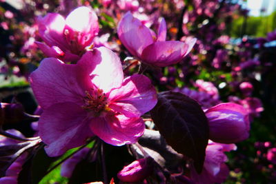 Close-up of pink flowering plant